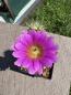 Preview: Echinocereus tayopensis